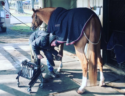 Meet Steve Walthall: A Master Farrier Demonstrating His Craft at the Granite State Fair